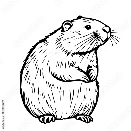 Foto Black line art, abstract drawing of a beaver, whit