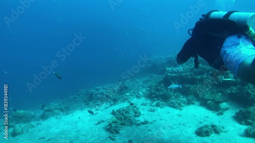 scuba diver in a coral reef
