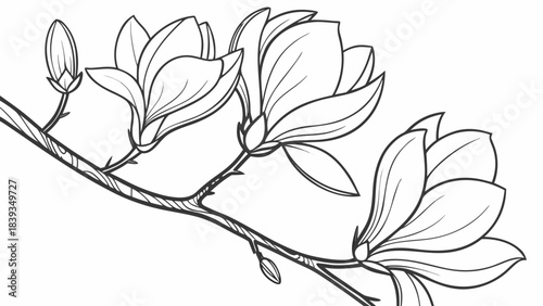 Elegant Magnolia Flowers on Branch Line Art Illustration | Detailed Botanical Blossom Outline for Spring Design & Coloring
