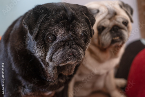 Two senior pugs sit close together indoors, one black and one fawn, showing their expressive faces and gentle personalities, tender portrait of companionship and aging pets