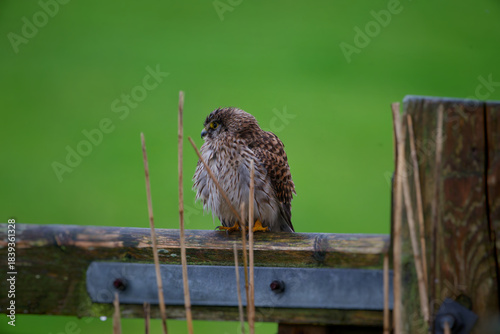 Rain-Soaked Guardian – Kestrel in Waiting