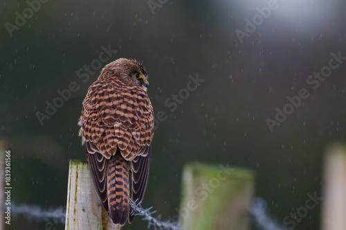 “Rain on the Watch – Kestrel in Silence”