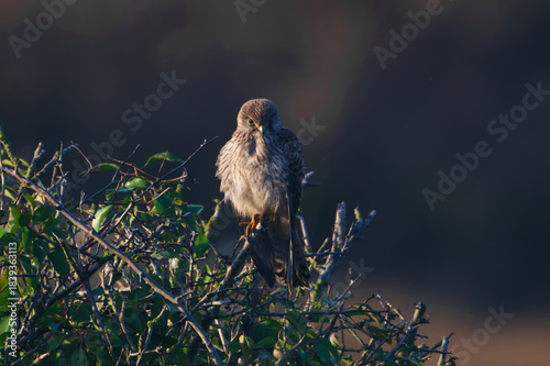 “Golden Gaze – Kestrel in Morning Light”