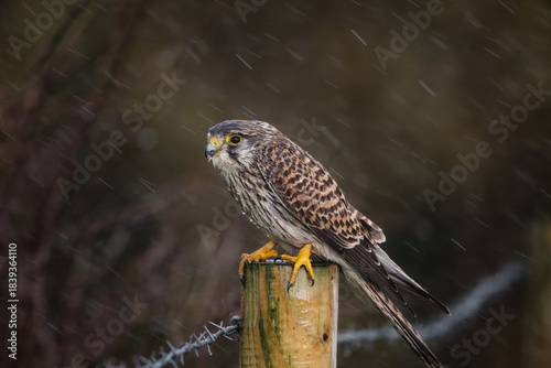 Storm Sentinel – Kestrel Defying the Rain