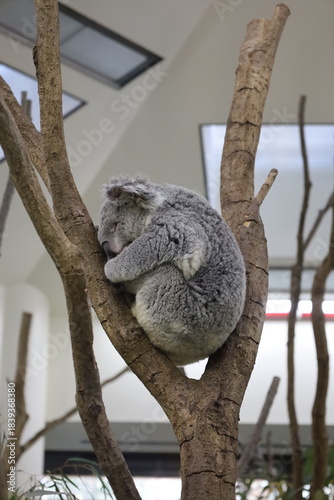 Canvas Print koala in tree