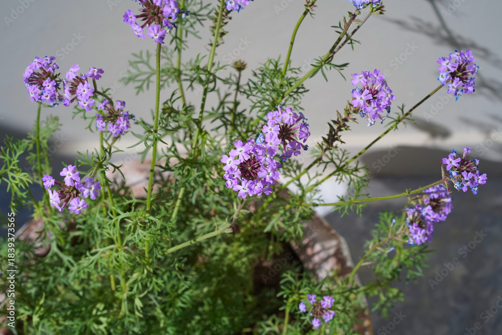 Naklejka premium Verbena peruviana, or Glandularia. Small lilac flowers of violet vervain are gathered in an inflorescence on long stems with thin green leaves, growing in a clay pot. Close-up. Blurred background.