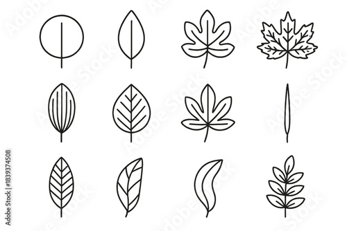 Foliage Icon Set. Foliage Form Set linear set: round leaf, tapered blade, multi-lobed form, toothed margin, parallel veins, branching veins, palm-shaped leaf, slender needle,