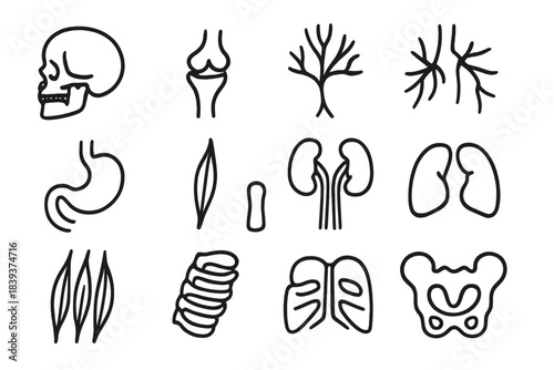 Anatomical Icon Set. Anatomical Structure Set linear set: skull outline, joint hinge, nerve pathway, circulatory vessel, digestive loop, tendon strand, bone segment, organ cluster,