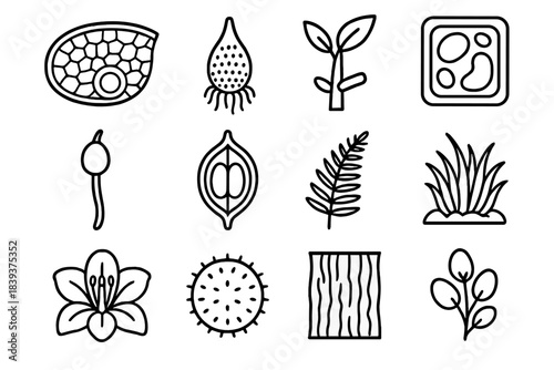 Botanical Iconography. Botanical Exploration linear set: leaf cross-section, root tip diagram, stem node, plant cell icon, spore capsule, seed pod, fern frond, moss tuft, flower