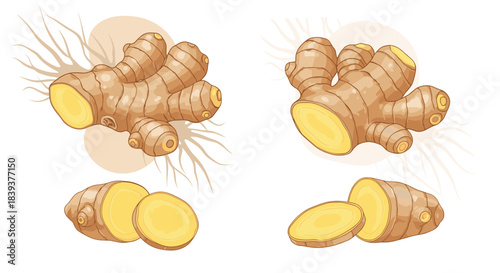 Set of fresh ginger root illustrations including whole pieces and round slices for cooking and health concepts.