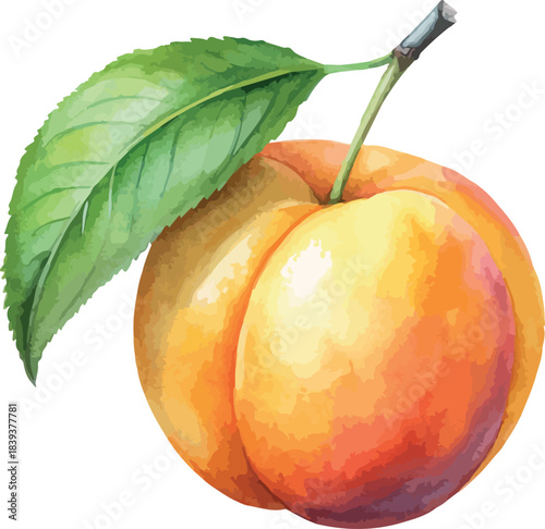Single Apricot Fruit Botanical Watercolor Vector Fashion Illustration