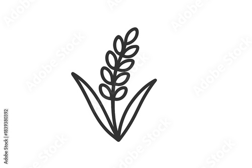 Simple hand drawn outline of a single wheat or grain stalk