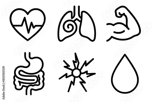 Body Function Icons. Human Body Functions linear set: heartbeat line, lung breath swirl, digestion icon, muscle flex, neural spark, hydration drop.