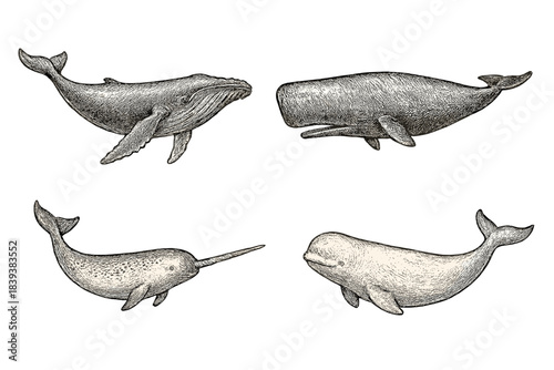 Four different whale and dolphin species in vintage engraving style