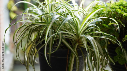Fotografie A close-up shot of a Spider Plant (Chlorophytum comosum) with its characteristic long, narrow green and white striped leaves growing in a black plastic pot
