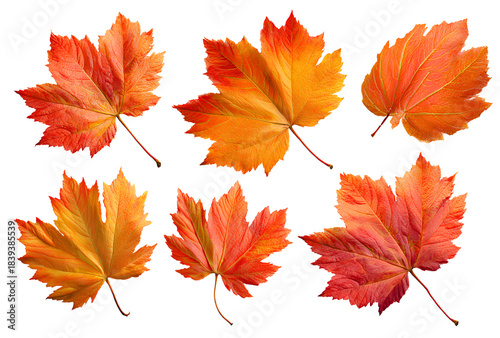 set of maple autumn leaves isolated on a transparent background.