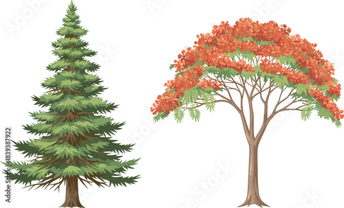 Coniferous pine tree, autumn deciduous tree, stylized forest illustration, seasonal foliage contrast, vibrant leaves, nature art, fall colors, tree comparison