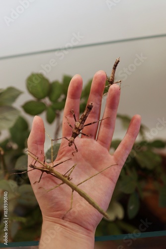 There are lots of large insects crawling on my hand.