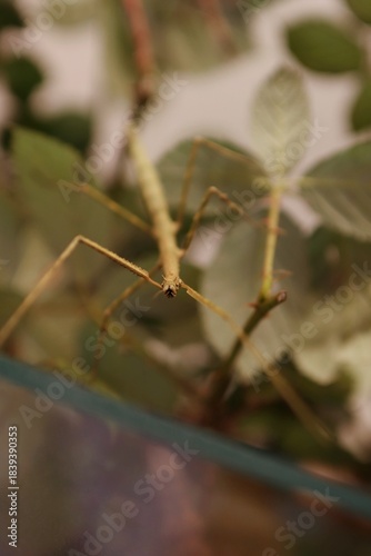 large insect crawling on the wall of the insectarium