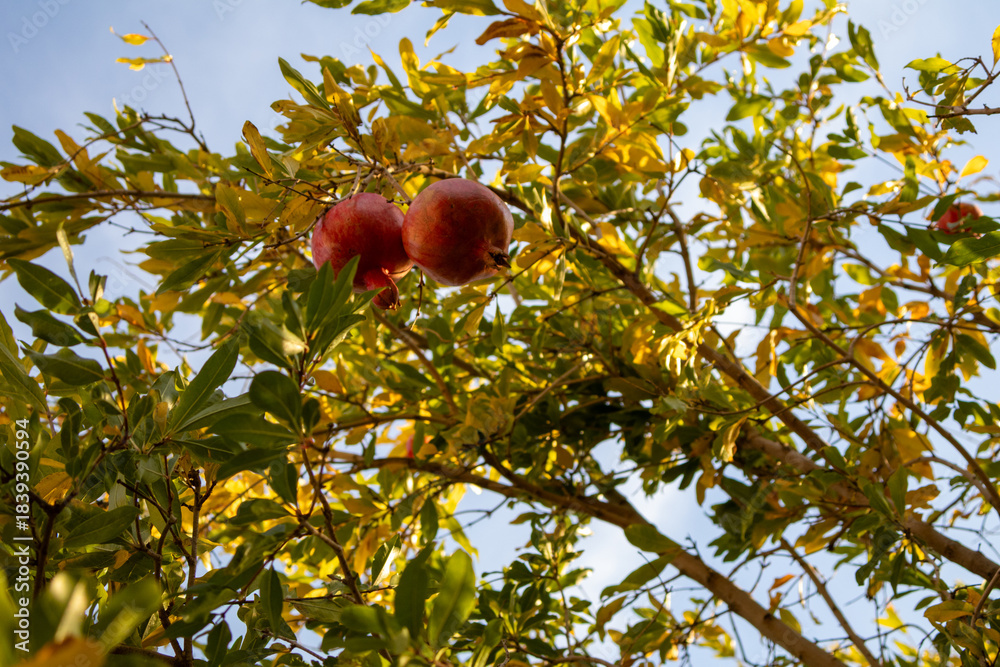 Ταπετσαρία pomegranate fruits on the tree