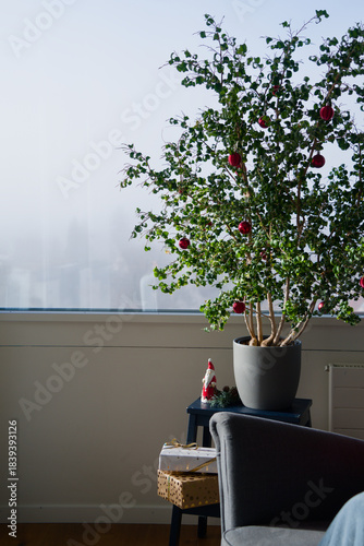 A Ficus benjamina houseplant decorated with red ornaments as an alternative to a Christmas tree