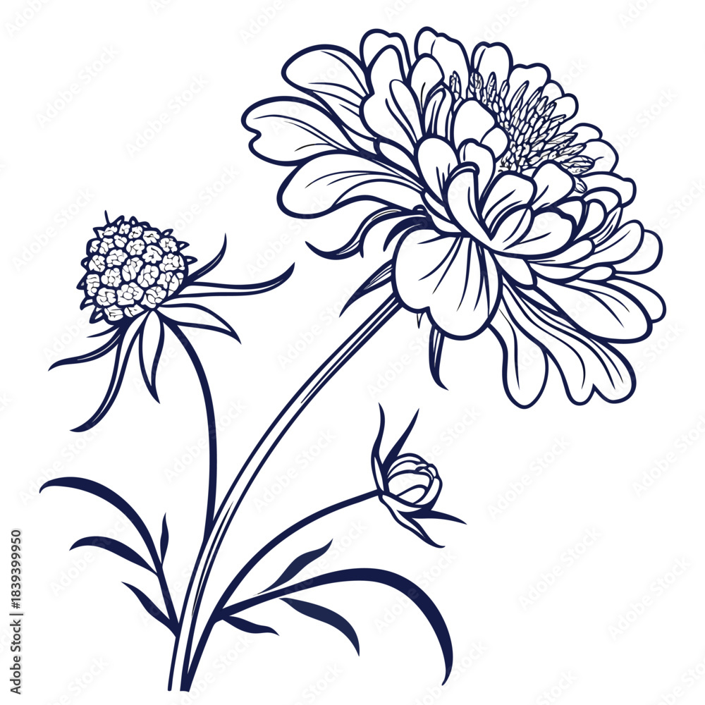 Obraz premium Elegant scabiosa pincushion flower botanical line sketch
