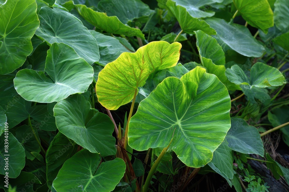 Obraz premium Kalo: The Essence of Hawaiian Taro and Its Cultural Significance
