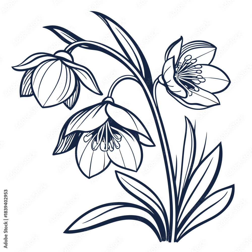 Obraz premium Hellebore Trio Botanical Line Art in Blue