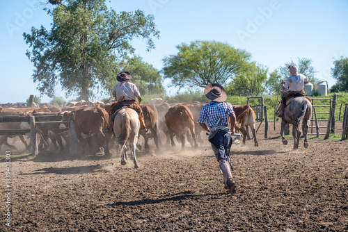 Obraz na plátně Two riders and a man on foot chase cattle into a wooden corral, kicking up dust