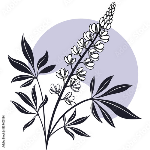 Lupine Flower Botanical Art with Purple Accent