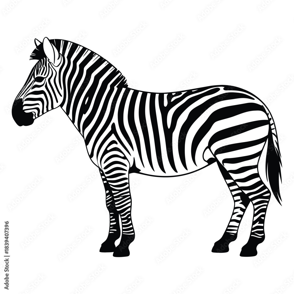 Obraz premium zebra vector illustration