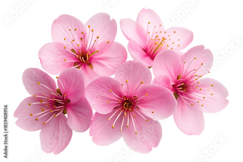 Delicate pink cherry blossoms in full bloom a beautiful springtime arrangement showcasing nature s gentle beauty and renewal