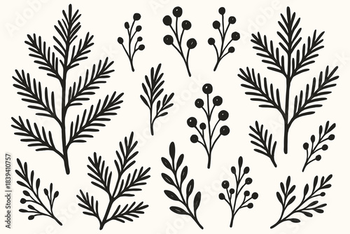 Pine branches silhouettes bold black foliage in simple graphic form. Shows fir needles, berry clusters, leaf stems