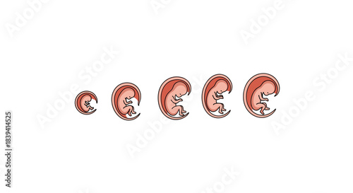 Stages of human embryo development and fetal growth during pregnancy from early weeks to a more developed fetus illustration.