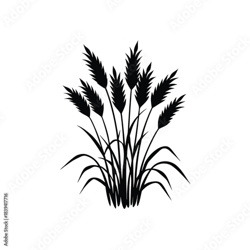 Wheat ears and stalks isolated on white background agricultural plant for food production