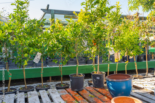 Potted citrus trees and other fruit varieties are displayed for sale under the sun at a garden nursery.