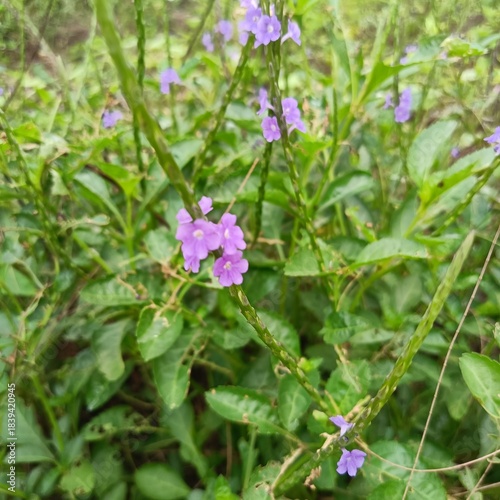 Stachytarpheta cayennensis - Small purple flowers bloom along upright green stems, framed by elongated leaves and lush foliage in a vibrant garden scene.
