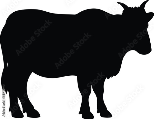 Strong Black Silhouette of a Yak or Bovine Livestock Animal Standing Firmly