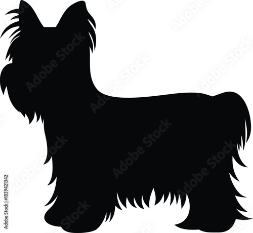 Adorable fluffy Yorkshire terrier dog silhouette standing profile for pet projects