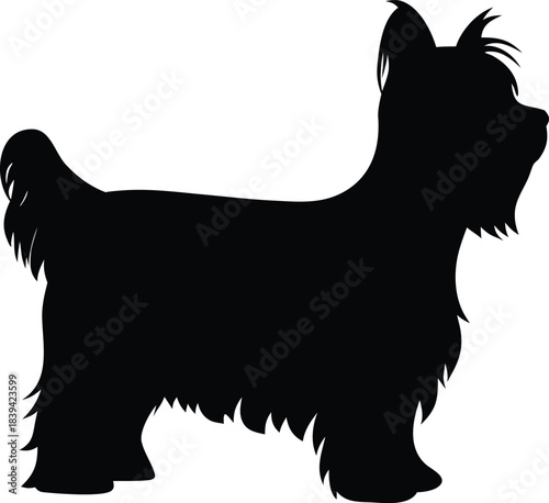 Professional silhouette of a standing Yorkshire Terrier showcasing its characteristic shaggy fur and proud stance