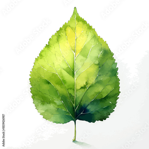 Hollyhock Leaf, watercolor vector, isolated on a white background.
