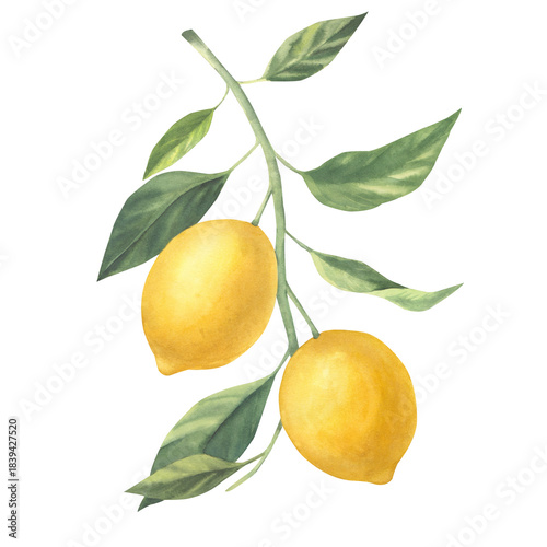 Lemons are yellow on a branch with green leaves. Watercolor hand-painted botanical illustration. Isolated element on a white background. For invitations, greeting cards, kitchen decor, home textiles.