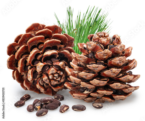 Fotografie Two stone pine cones with pine leaves and unshelled nuts near them isolated on white background