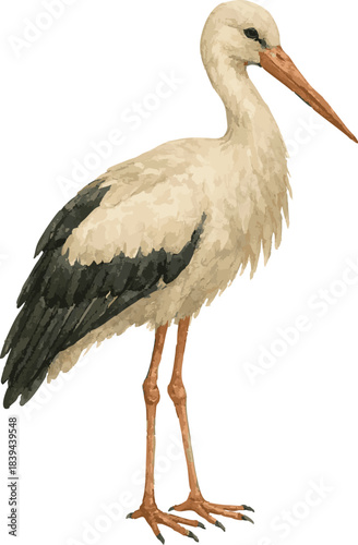 Vector realistic watercolor illustration of a stork