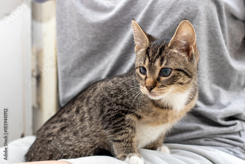 Loving cat gently watches playful kitten, Nurturing cat cares for curious kitten by window
