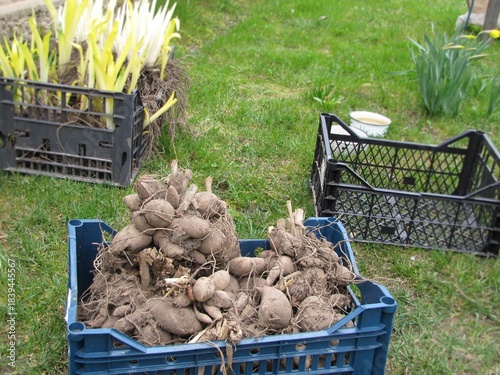 Dahlia tubers in boxes before planting in the soil.