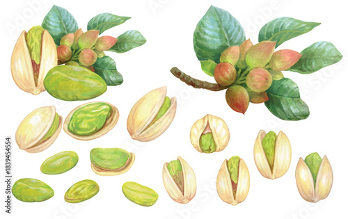 Pistachio hand painted with watercolor isolated on transparent background 