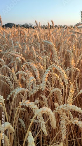 Growing wheat in field and blue sky in summer evening or morning on sunset sunrise. Ripe ears of wheat in calm windless dawn. Ripening grain spike of wheat in field. Spike of wheat close-up Vertical