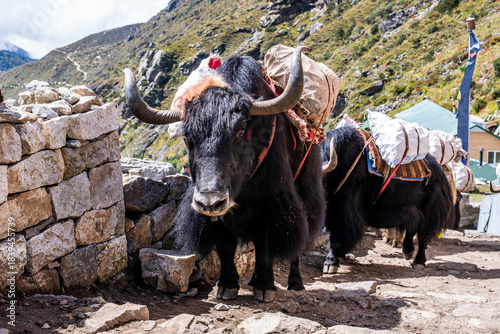 Foto A caravan of heavily loaded yaks passes through the village
