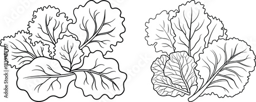 Hand-Drawn Cabbage Leaves Line Art Illustration.